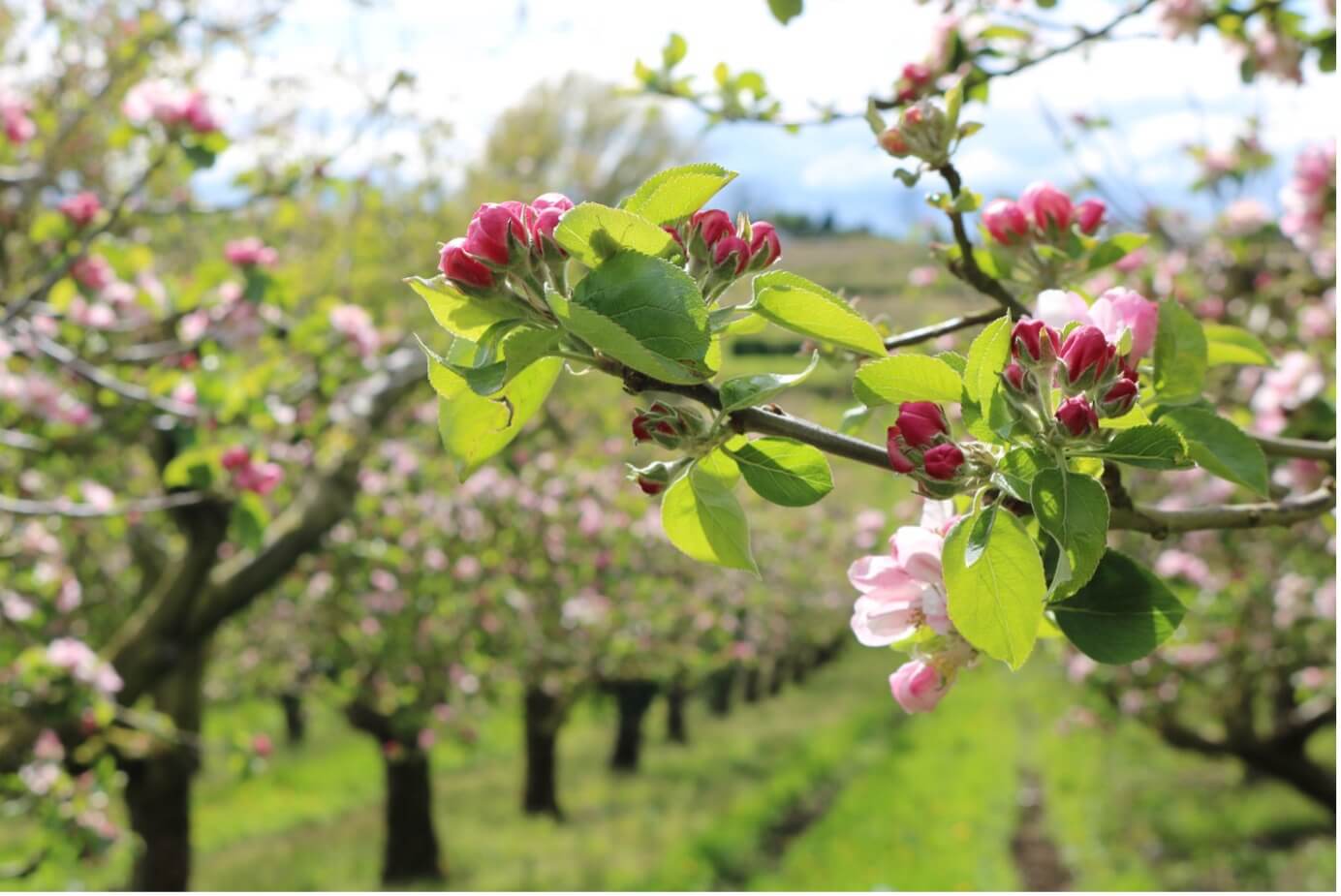 Macha's Orchard apple blossoms in Portadown, County Armagh