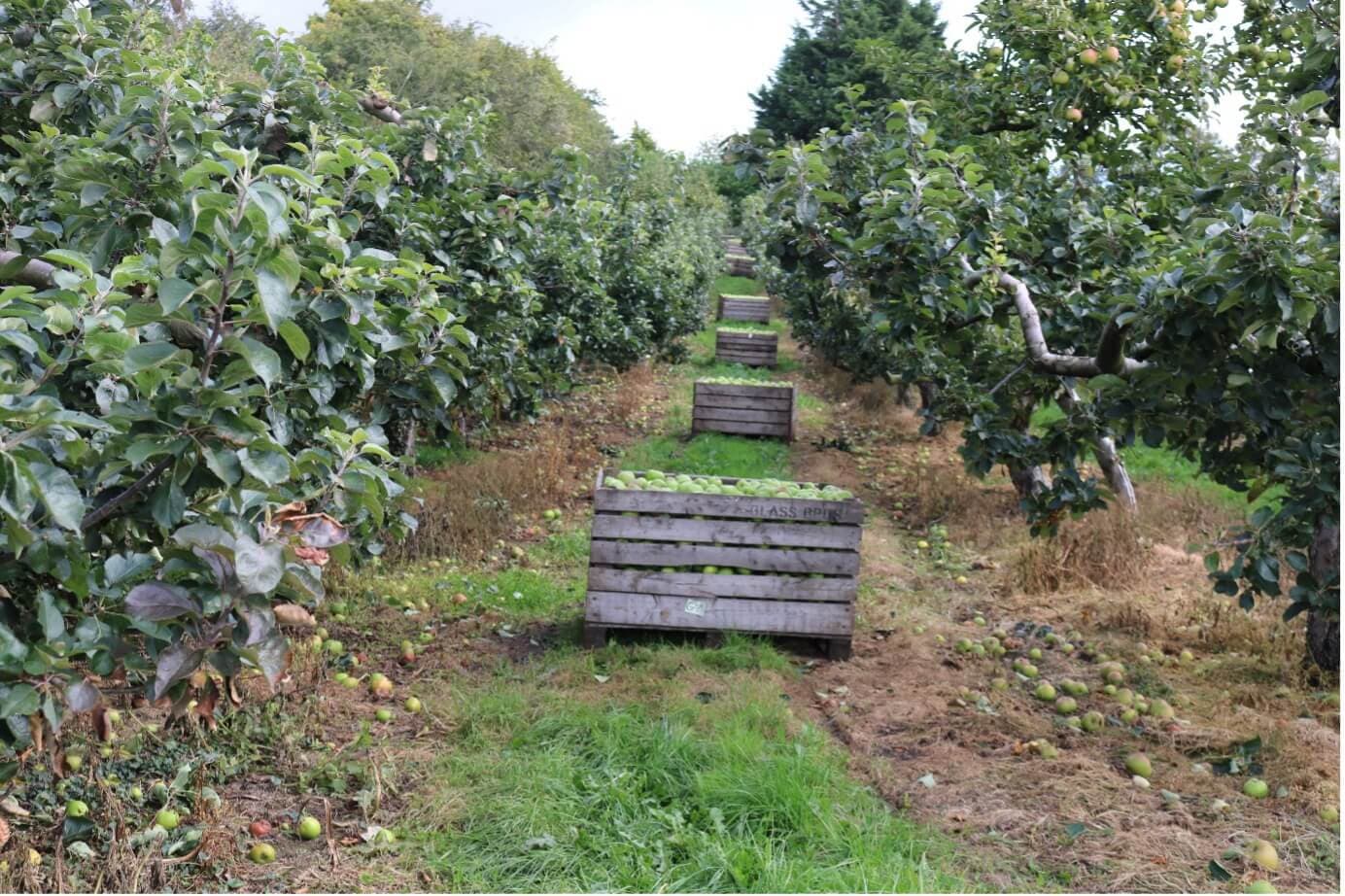 Macha's Orchard — Armagh Bramley apple orchard
